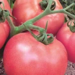 orias-paradicsomfajtak-amelyek-bosegesen-teremnek-hidegben-es-melegben-a-gyumolcsok.webp.webp